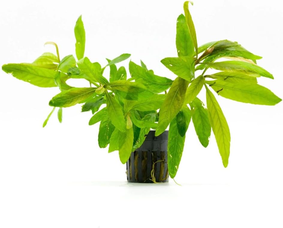 SubstrateSource Live Plants - Staurogyne Bihar (Staurogyne sp. Bihar) - Moderate to High Light