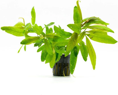 SubstrateSource Live Plants - Staurogyne Bihar (Staurogyne sp. Bihar) - Moderate to High Light