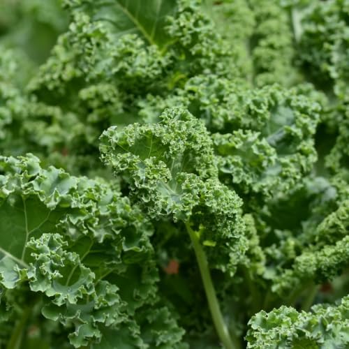 Kale Plant in 4 Inch Pot, 3 to 5 Inch Tall Vegetable Kale Plants Seedling, Cold Harrdy Plants for