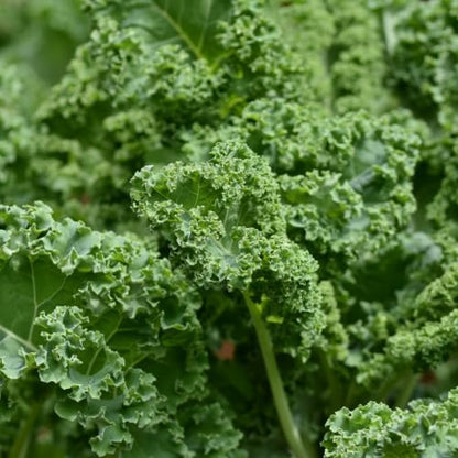 Kale Plant in 4 Inch Pot, 3 to 5 Inch Tall Vegetable Kale Plants Seedling, Cold Harrdy Plants for