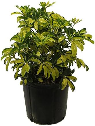 American Plant Exchange Variegated Schefflera Arboricola – 10-Inch Pot – Live Umbrella Plant with