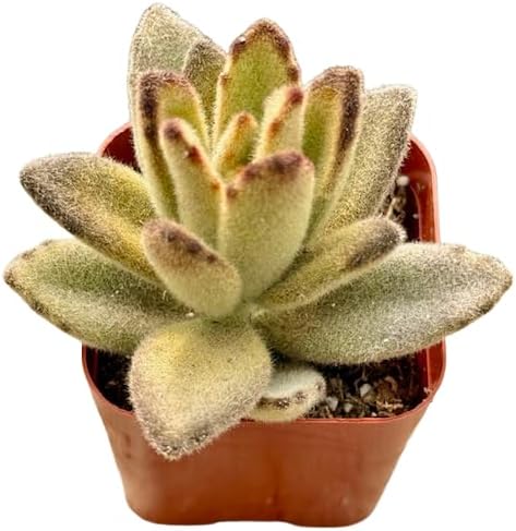 2" Unique Succulents Plants Live, Live Starter Succulent Plants, Easy Care House Plants Rooted in
