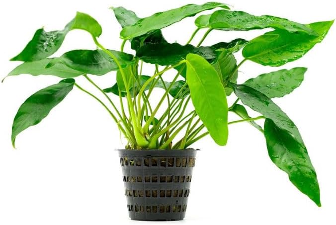 SubstrateSource Anubias Live Aquarium Plants - Potted Freshwater Plant for Fish Tanks, Terrariums