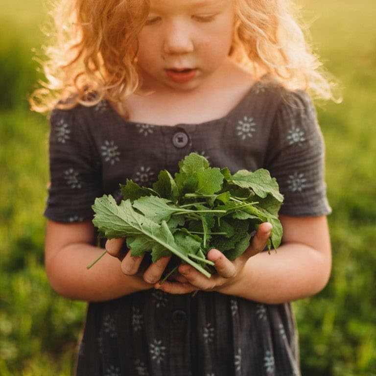 Seven Top Turnip Greens - 250 Seeds - Fast-Growing, Cold Tolerant Green, Great for Braising &