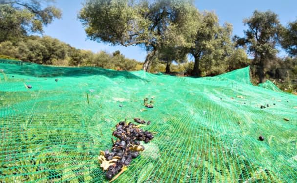 Green Plantation Fruit Collection Agricultural Harvesting Netting Walnut Olive Chestnut Apricot