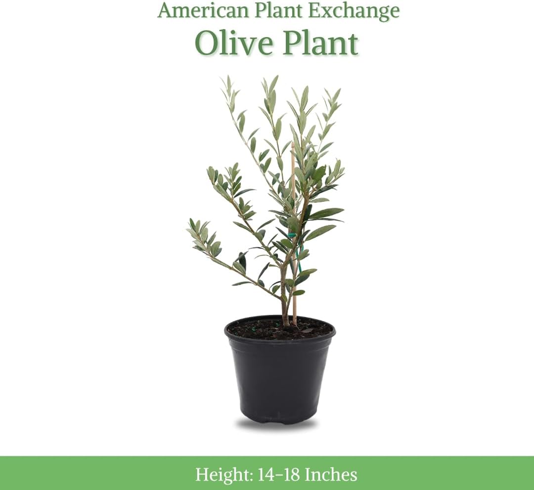 American Plant Exchange Arbequina Olive Tree – Live 5-Inch Pot, Fruit Bearing Tree, Cold Hardy