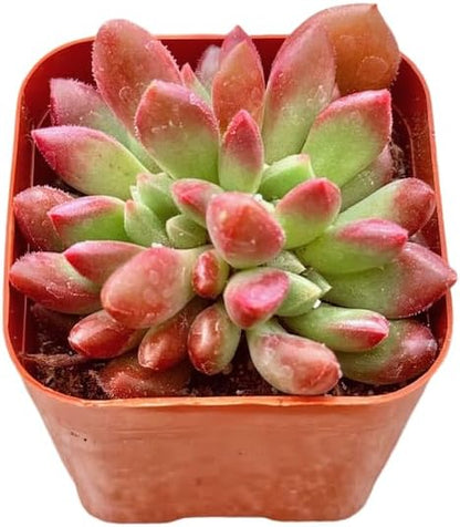 2" Sedeveria Pink Ruby Unique Succulents Plants Live, Live Starter Succulent Plants, Easy Care