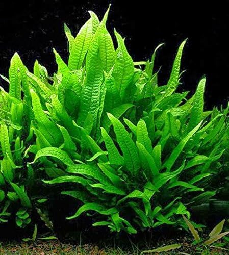 Potted Microsorum Plants - Java Fern | Live Freshwater Aquatic Plants for Aquariums and Terrariums