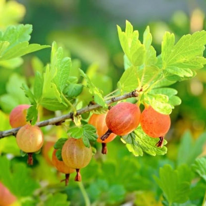 Sweet Gooseberry Plant Live for Planting, Gooseberry Bushes Live Plant 5 to 9 Inch Tall