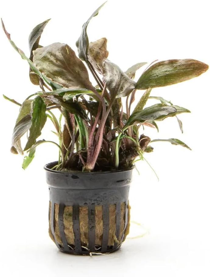 SubstrateSource Live Plants - Cryptocoryne Wendtii 'Florida Sunset' (Cryptocoryne wendtii) - Medium