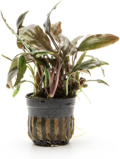 SubstrateSource Live Plants - Cryptocoryne Wendtii 'Florida Sunset' (Cryptocoryne wendtii) - Medium