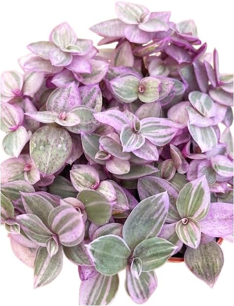 Succulents Plants Live 2" Callisia Repens Pink Lady, Live Mini Succulent Plants, Easy Care House