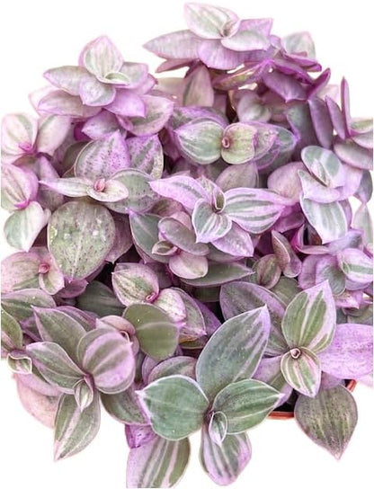 Succulents Plants Live 2" Callisia Repens Pink Lady, Live Mini Succulent Plants, Easy Care House