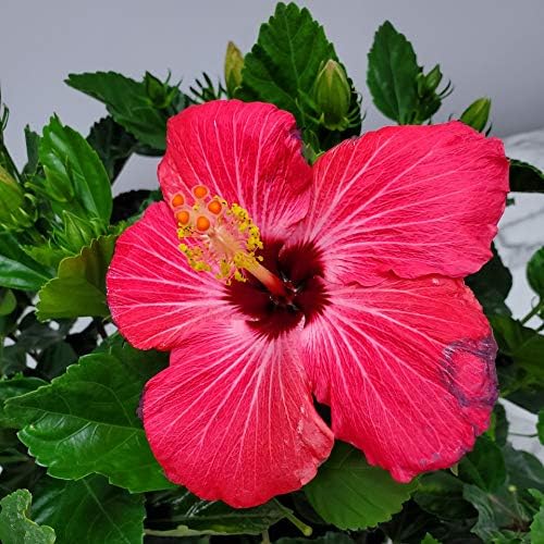 Hibiscus Bush Plant - Pink Flower - Overall Height 26" to 28" - Tropical Plants of Florida (Plant