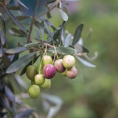 Olive Tree Arbequina (4 Pack) Real Olea Europaea | Easy to Grow Plants | Great Gift for