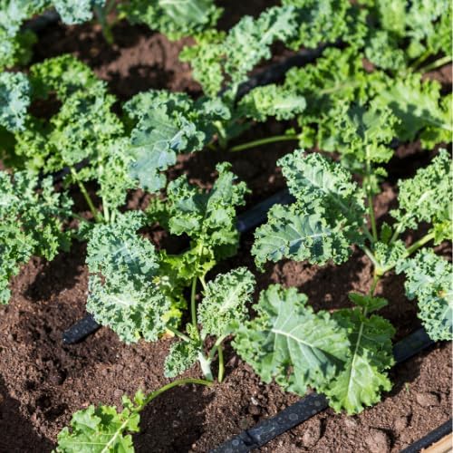 Kale Plant in 4 Inch Pot, 3 to 5 Inch Tall Vegetable Kale Plants Seedling, Cold Harrdy Plants for