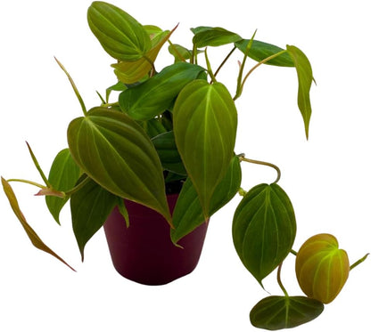 BubbleBlooms Philodendron Micans Hederaceum in a 4 inch Pot Heart-Leaf Philo, Sweetheart Plant