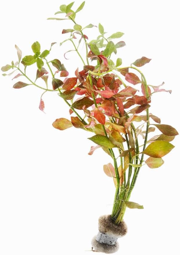 SubstrateSource Live Plants – Ludwigia Ovalis – Moderate to High Light, Green to Orange, Midground