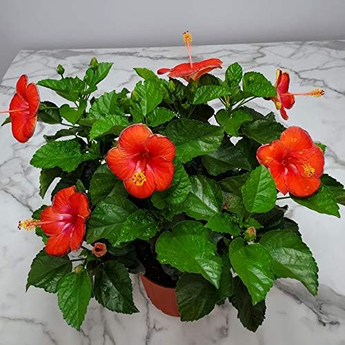 Hibiscus Plant Live - Hibiscus Bush - Red President - Overall Height 26" to 28" - Tropical Plants