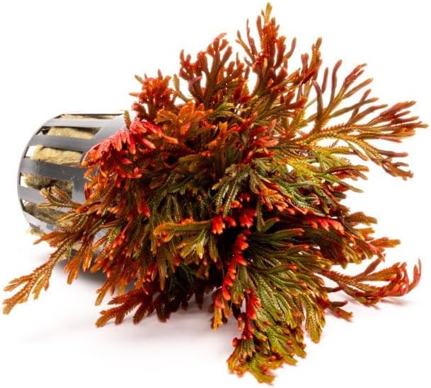 SubstrateSource Live Terrarium Plants - Spikey Moss for Terrariums, Paludariums - Easy, Beginner