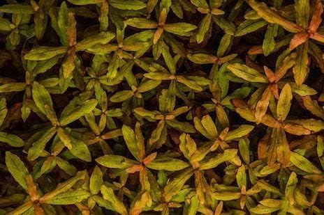 SubstrateSource Live Aquarium Red Stem Plants - Freshwater Aquatic Plant for Fish Tanks