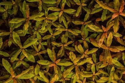 SubstrateSource Live Aquarium Red Stem Plants - Freshwater Aquatic Plant for Fish Tanks
