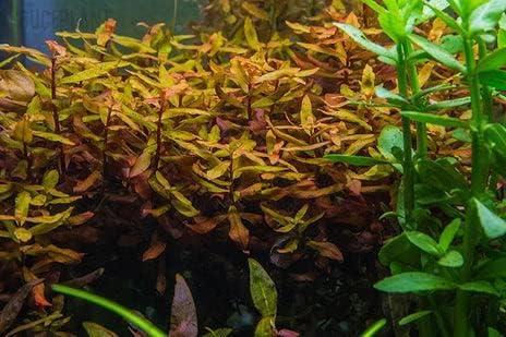 SubstrateSource Live Aquarium Red Stem Plants - Freshwater Aquatic Plant for Fish Tanks