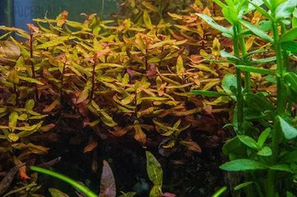 SubstrateSource Live Aquarium Red Stem Plants - Freshwater Aquatic Plant for Fish Tanks