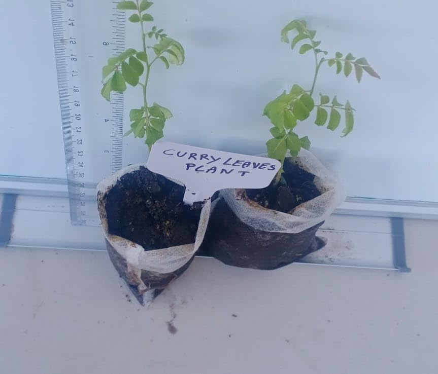 Curry Leaf Plant. Live Plant. Fragrant, Beautiful, Edible. Easy Grow. Indian Cooking Must Have.