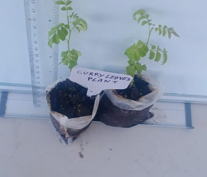 Curry Leaf Plant. Live Plant. Fragrant, Beautiful, Edible. Easy Grow. Indian Cooking Must Have.