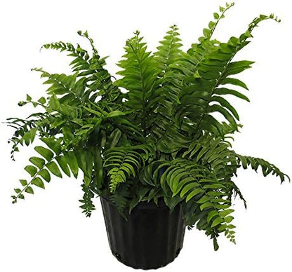American Plant Exchange Macho Fern 'Giant Sword' – 10-Inch Pot – Live Air Purifying Tropical Fern