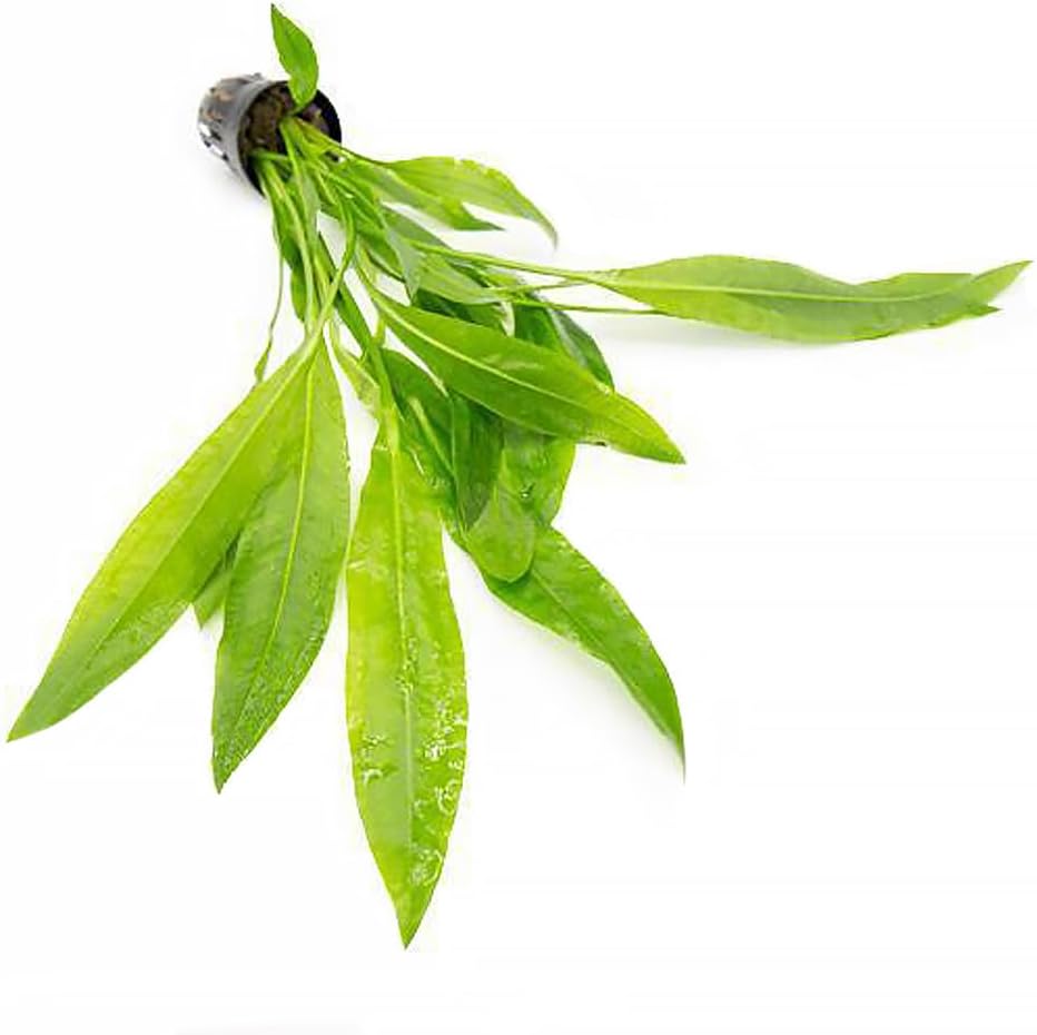 SubstrateSource Echinodorus Peruensis Sword Live Plant for Freshwater Aquariums, Natural Fish Tank