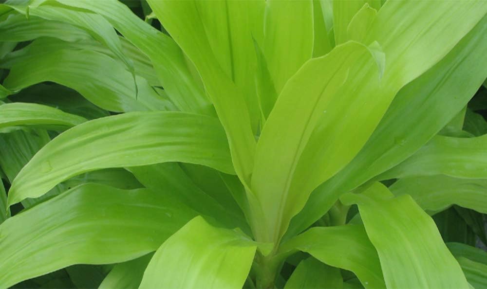 American Plant Exchange Dracaena Limelight Madagascar Dragon Tree – 3-Gallon with Pot – Live XL