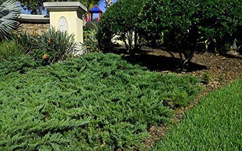 Juniper Parsoni - 10 Live Plants - Juniperus Squamata Expansa Parsons - Drought Tolerant Cold Hardy