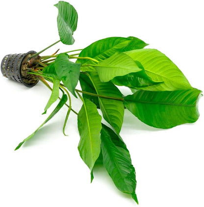 SubstrateSource Anubias Live Aquarium Plants - Potted Freshwater Plant for Fish Tanks, Terrariums