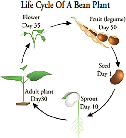 Winged Bean Seeds - Almost All Parts of The Plant are Edible. Once Considered The Food That Could