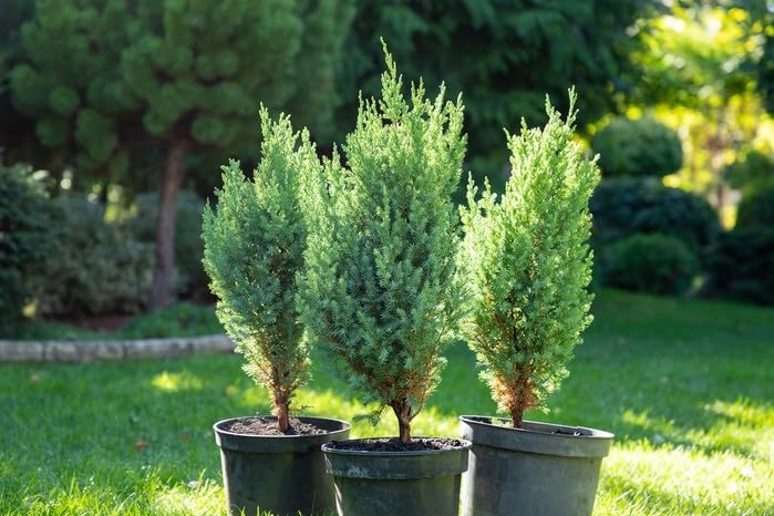 GARDENERA Premium Juniper Potting Soil Mix - Perfect Balance of Nutrients, Drainage, and Aeration