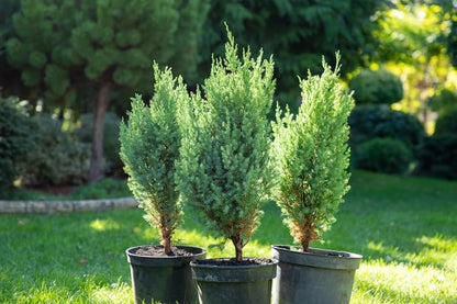 GARDENERA Premium Juniper Potting Soil Mix - Perfect Balance of Nutrients, Drainage, and Aeration
