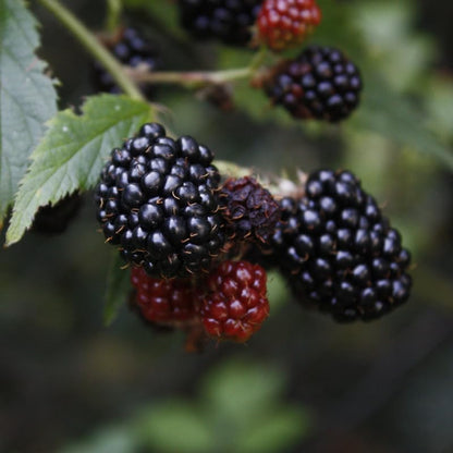 BlackBerry Thorny Plants Kiowa (4 Pack) Live for Sale | Easy to Grow Plants | Edible Fruit Plant