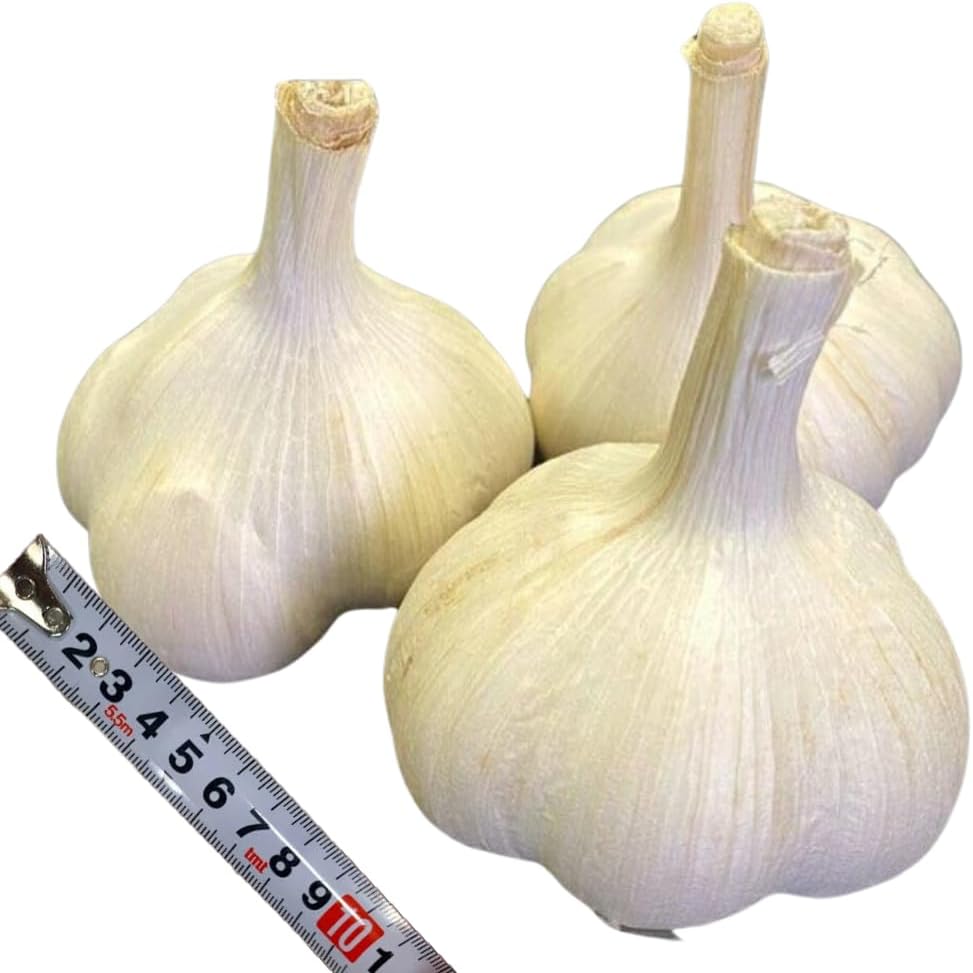 1 Pound Hard Neck Garlic for Planting in Fall, Music Garlic Bulb for Planting, Fresh and High