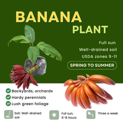 Red Banana Plant Live, 4-6" Tall Well-Rooted for Indoor Tropical Displays, Cold Hardy Banana Fruit