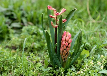 Mixed Hyacinth Bulbs for Forcing Indoors - 12Pcs Mixed Hyacinth Flower Bulbs for Fall Planting with