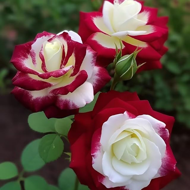 20pcs Rare Twin Red White Rose Flower Seeds for Planting - Captivating Garden Blooms Non GMO
