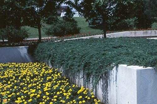 Blue Rug Juniper - 30 Live Plants - 4" Container Low Maintenance Evergreen Ground Cover