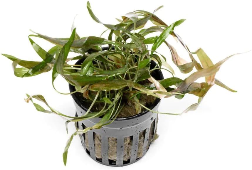 SubstrateSource Live Plants - Cryptocoryne Axelrodi (Cryptocoryne axelrodi) - Low to Medium Light