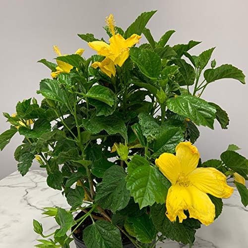 Hibiscus Live Plant - Yellow Hibiscus Bush - Flowering Plants - Yellow Ft. Myers - Overall Height