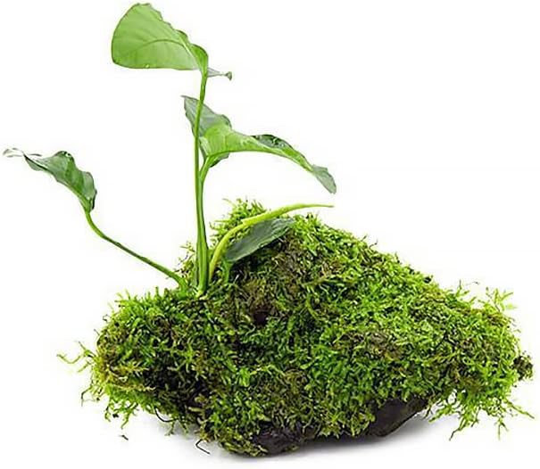 SubstrateSource Live Planted Decor - Anubias Barteri & Christmas Moss on Driftwood - Deep Green