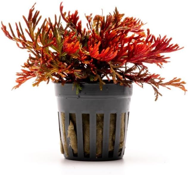 SubstrateSource Live Terrarium Plants - Spikey Moss for Terrariums, Paludariums - Easy, Beginner