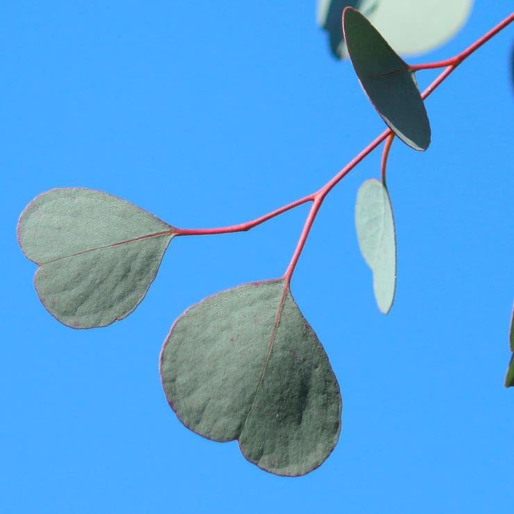 Park Seed Grow Your Own Eucalyptus Seeds Plant, Perfect for Indoor Growing and Spring Garden