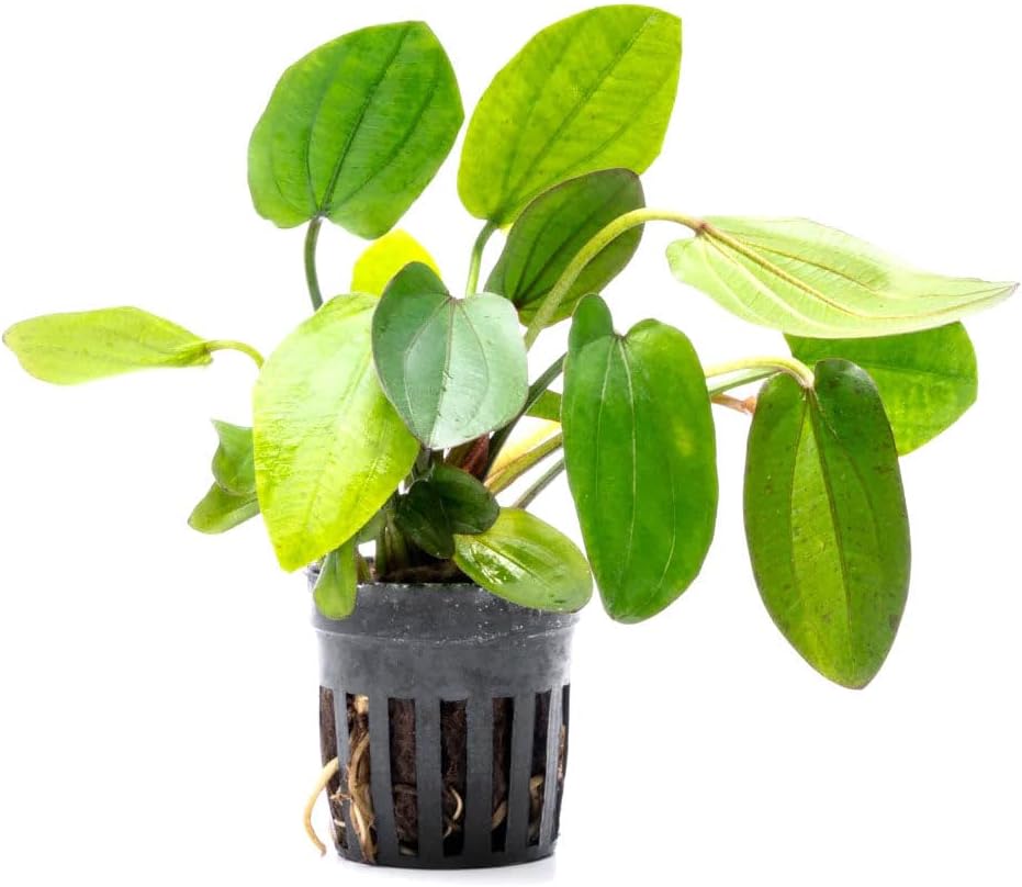 SubstrateSource Live Plants - Echinodorus ‘Horizontalis Variegated’ - Moderate to High Light, Green
